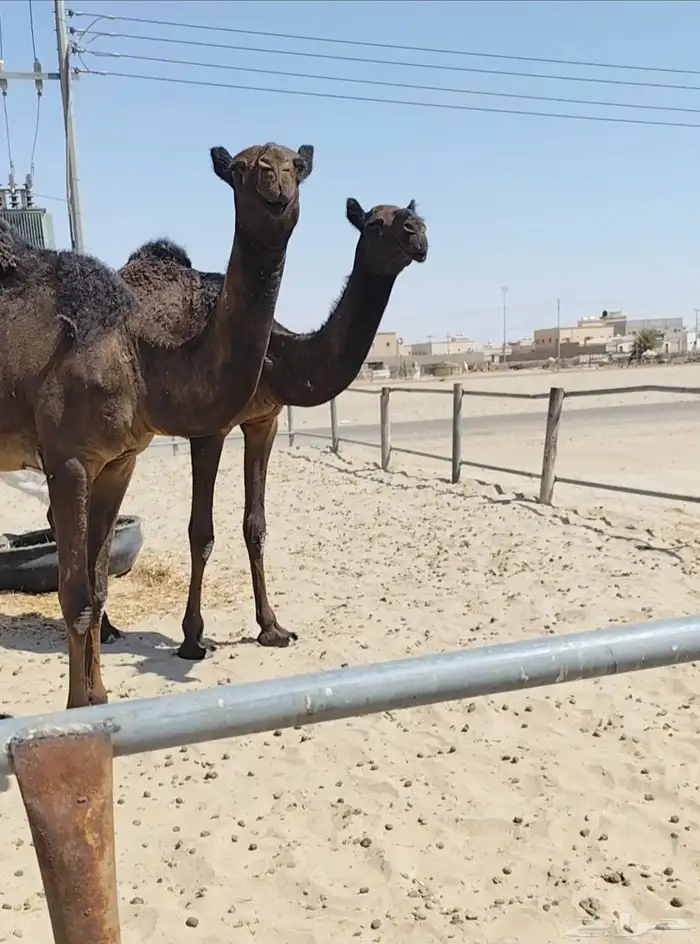 للبيع بكرتين مجاهيم كفو ورخاص 2