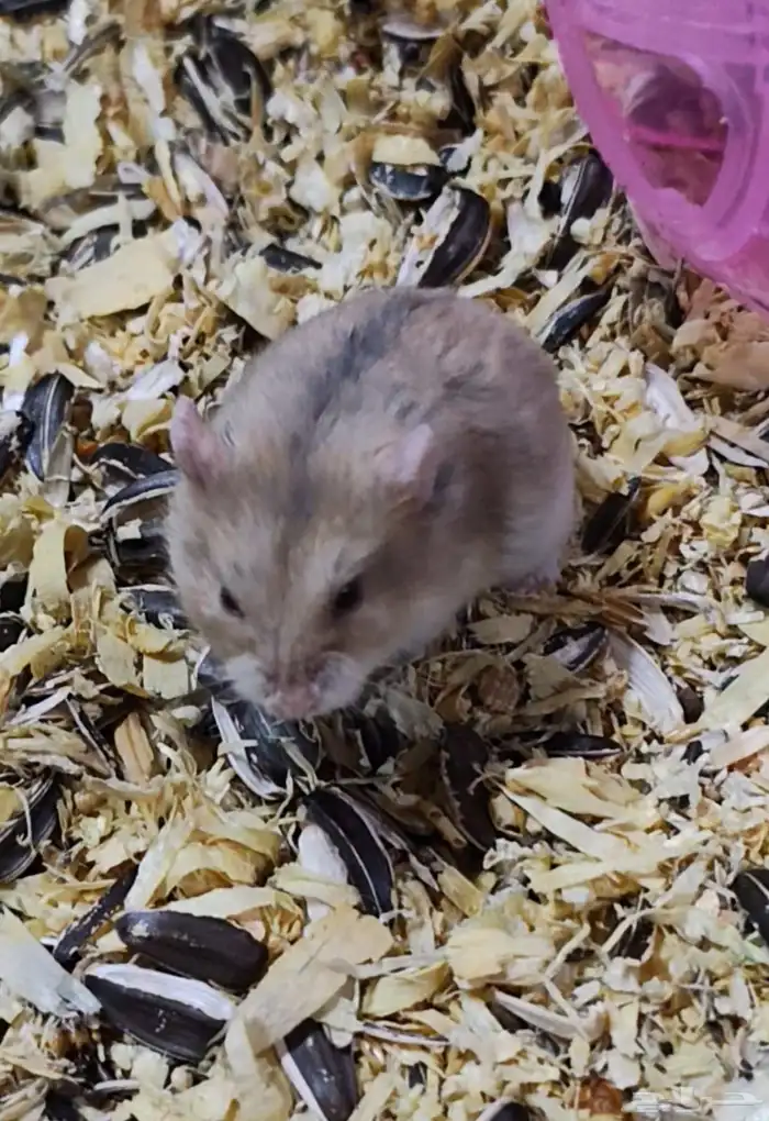 هامستر روسي بني Russian Hamster 0