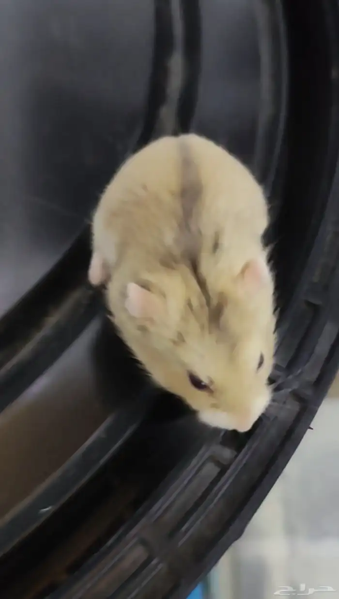 هامستر روسي بني Russian Hamster 2