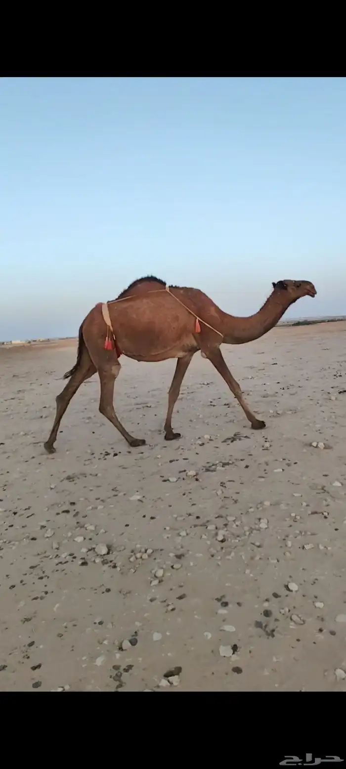 للبيع عشراء الصفراء الطيبه 0