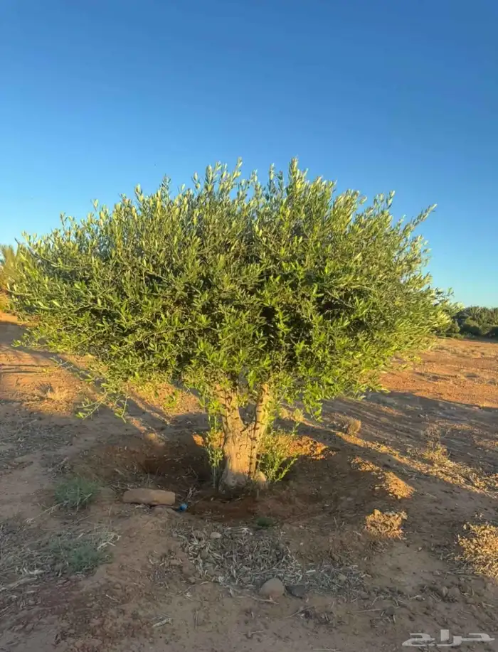 زيتون نيبالي 8