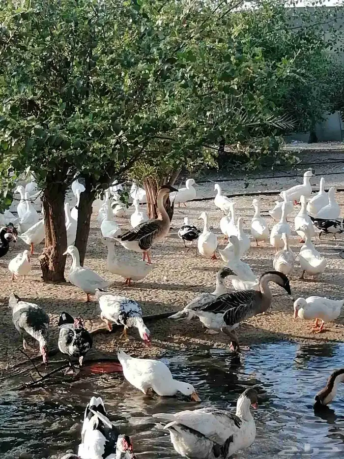 بط بكيني الحبه 30 الجمله 25 الاستفسار  ابو معن 1
