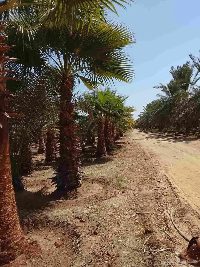 نخيل واشنطني زينه 5