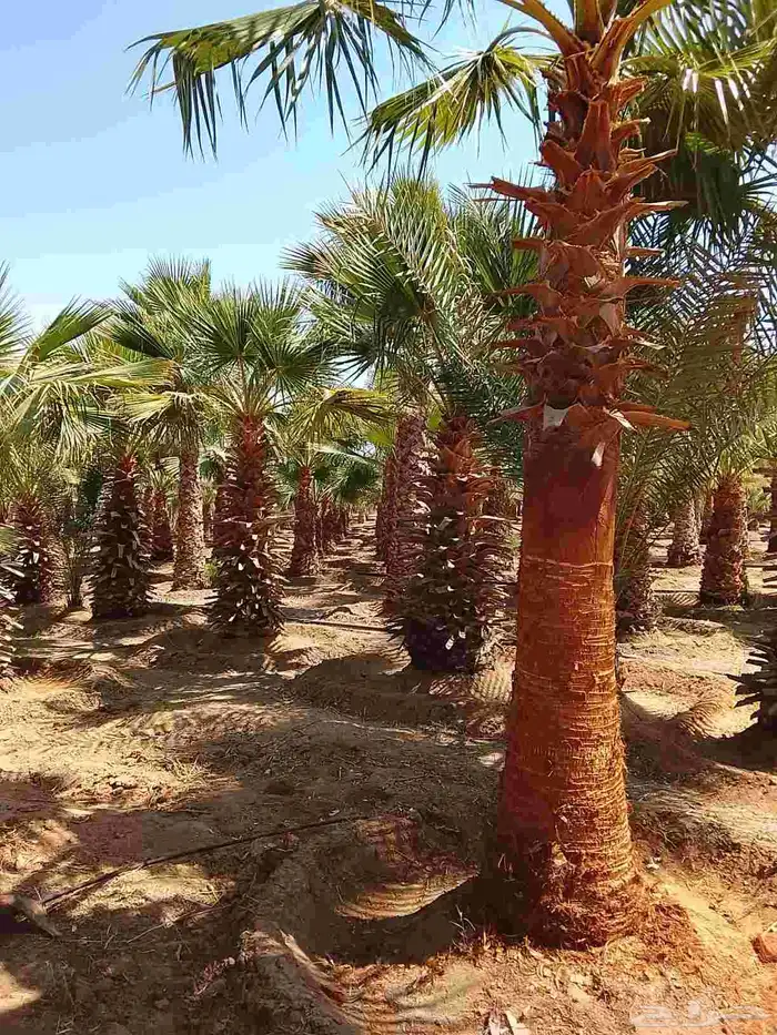 نخيل واشنطني زينه 4