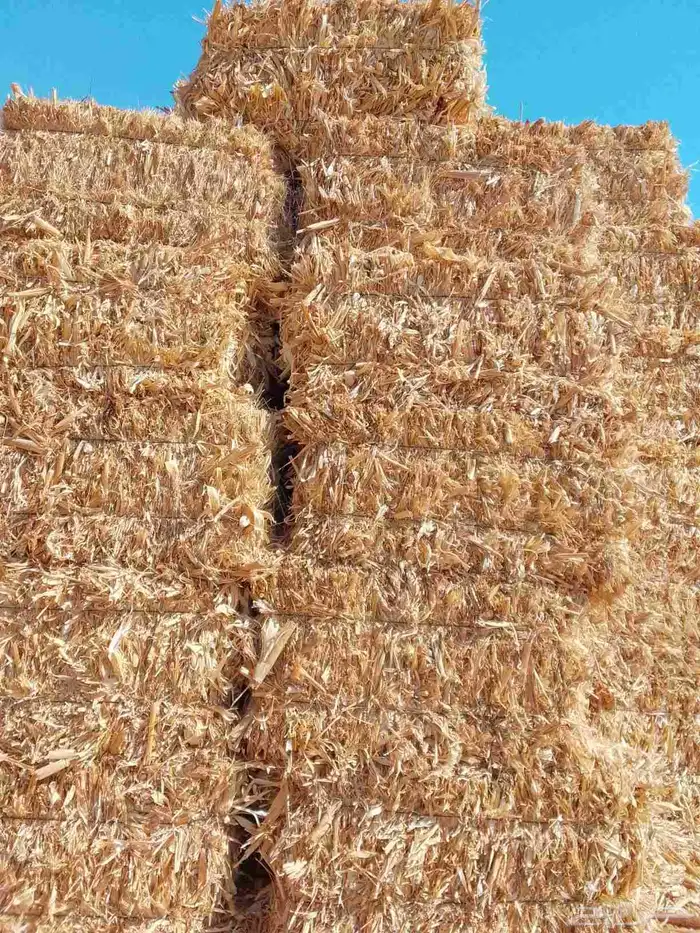 ذره شاميه 1