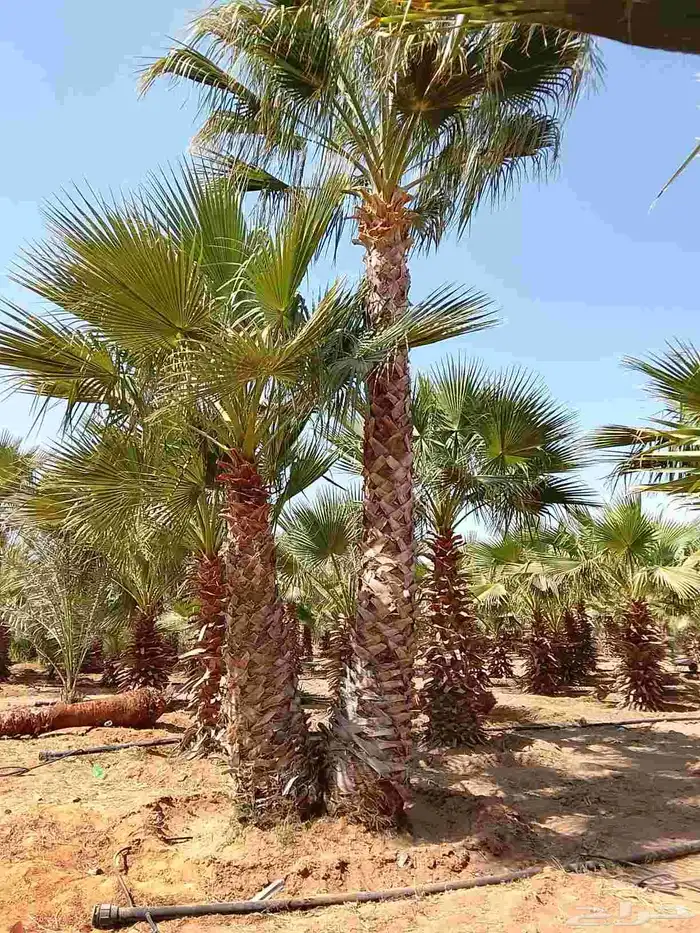 نخيل واشنطني زينه 0