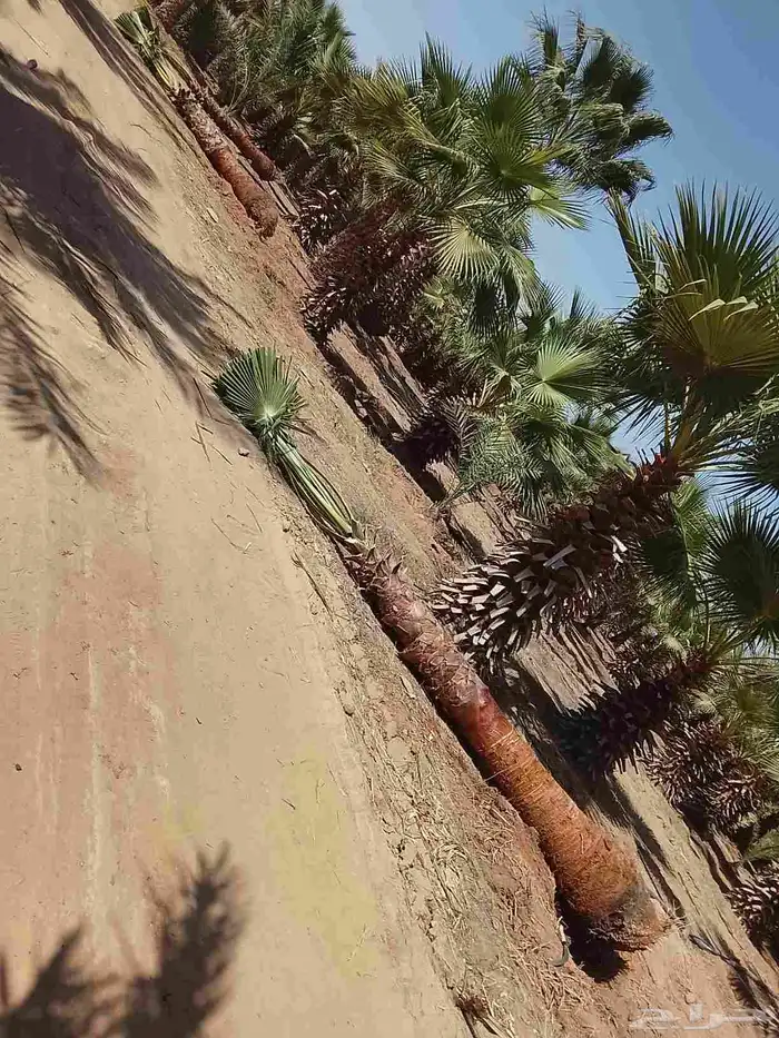 نخيل واشنطني زينه 3