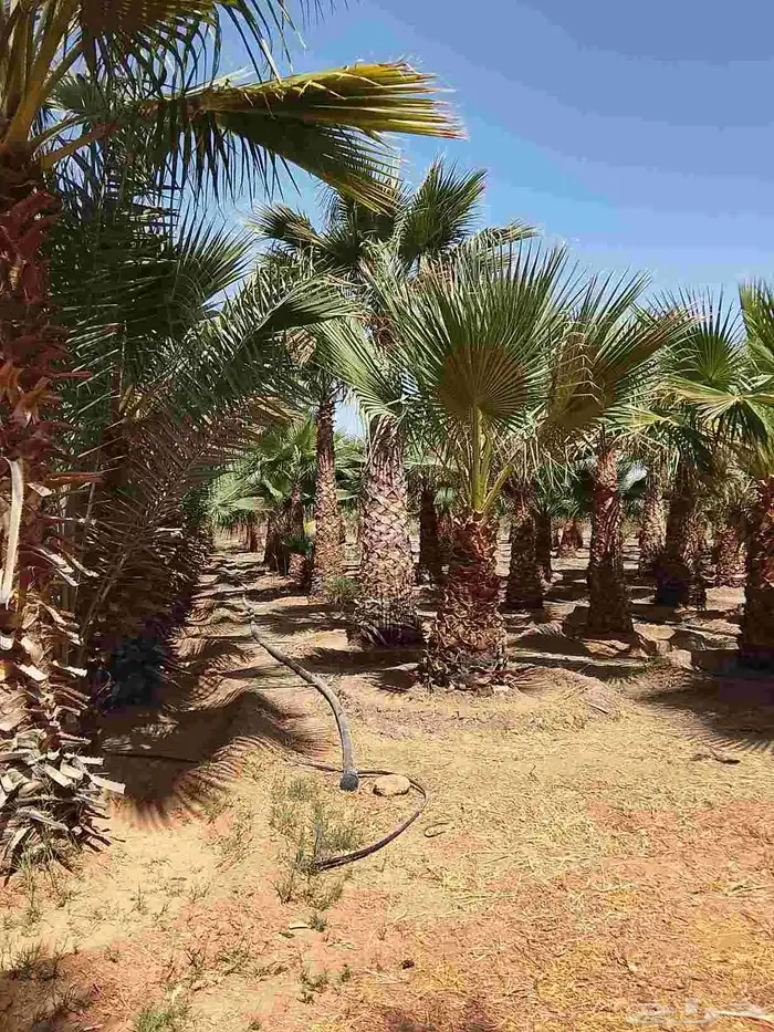 نخيل واشنطني زينه 1