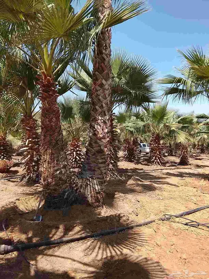 نخيل واشنطني زينه 6