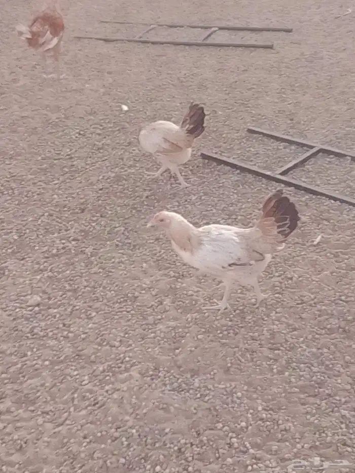 دجاج بلدي للبيع 8