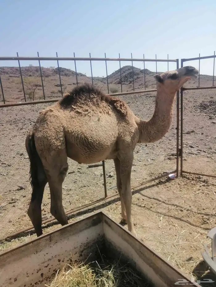 حاشي بكره للبيع 1