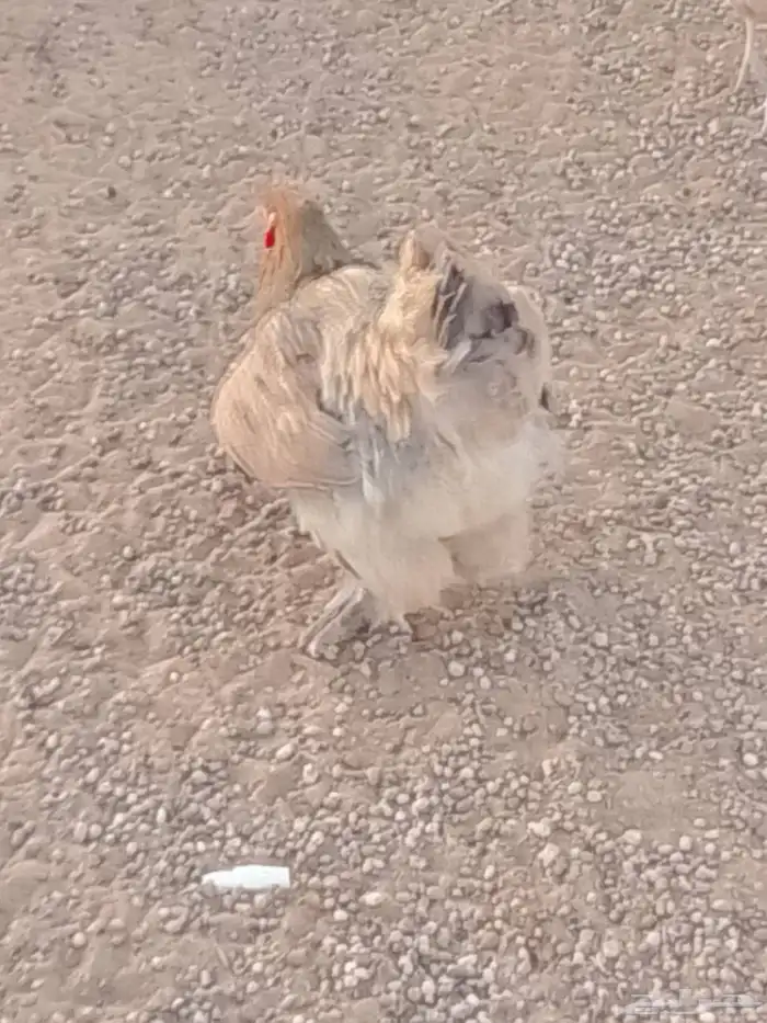 دجاج بلدي للبيع 0