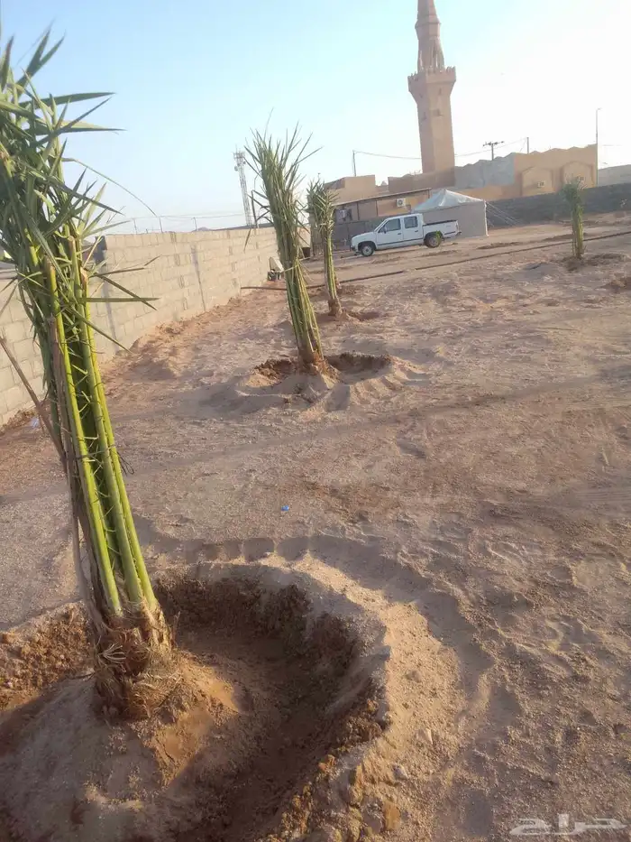 السلام عليكم ورحمة الله وبركاته يتوفر لدينا نخيل عربي للبيع 0