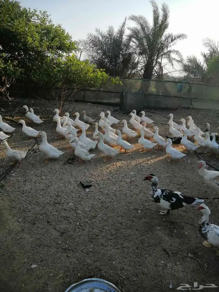 بط بكيني الحبه 30 الجمله 25 الاستفسار  ابو معن 4