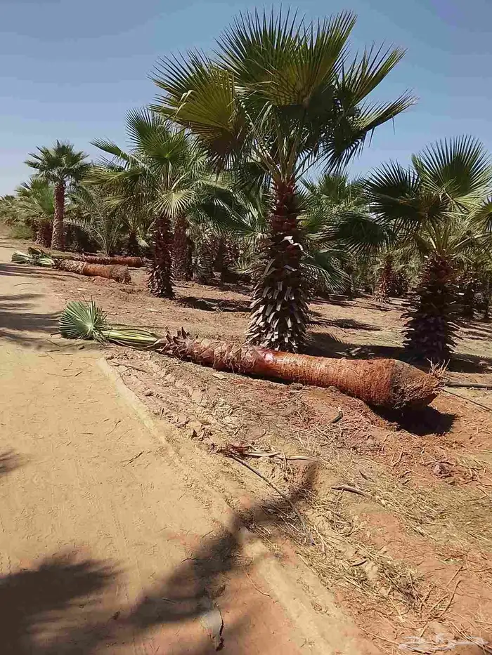 نخيل واشنطني زينه 8