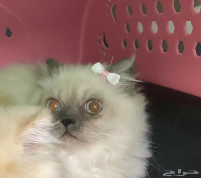 قطط 0