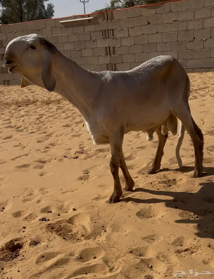 ساكني جذع خصم 0
