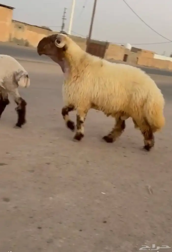 جدعان نعيم صنف فاخر للبيع 4