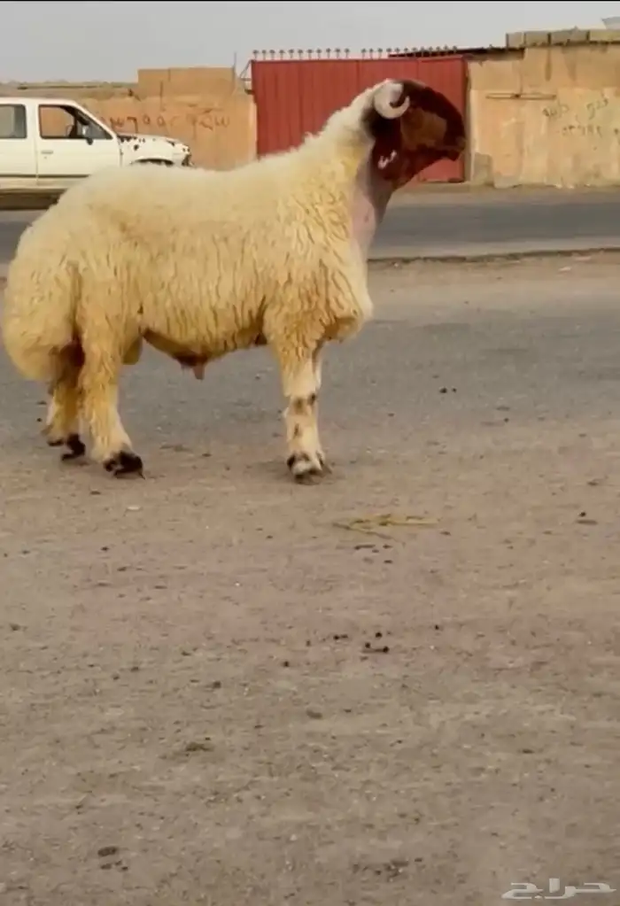 جدعان نعيم صنف فاخر للبيع 1