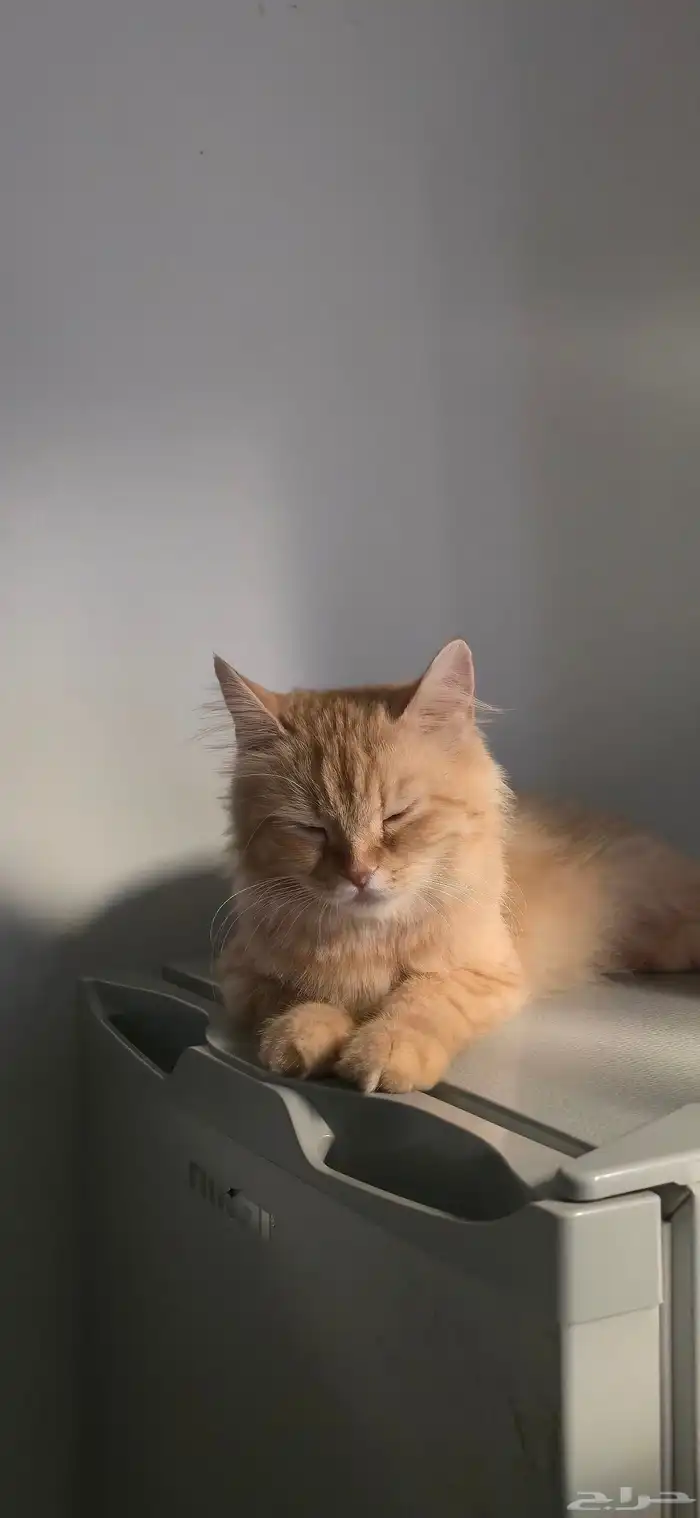 قطه للتبني 1