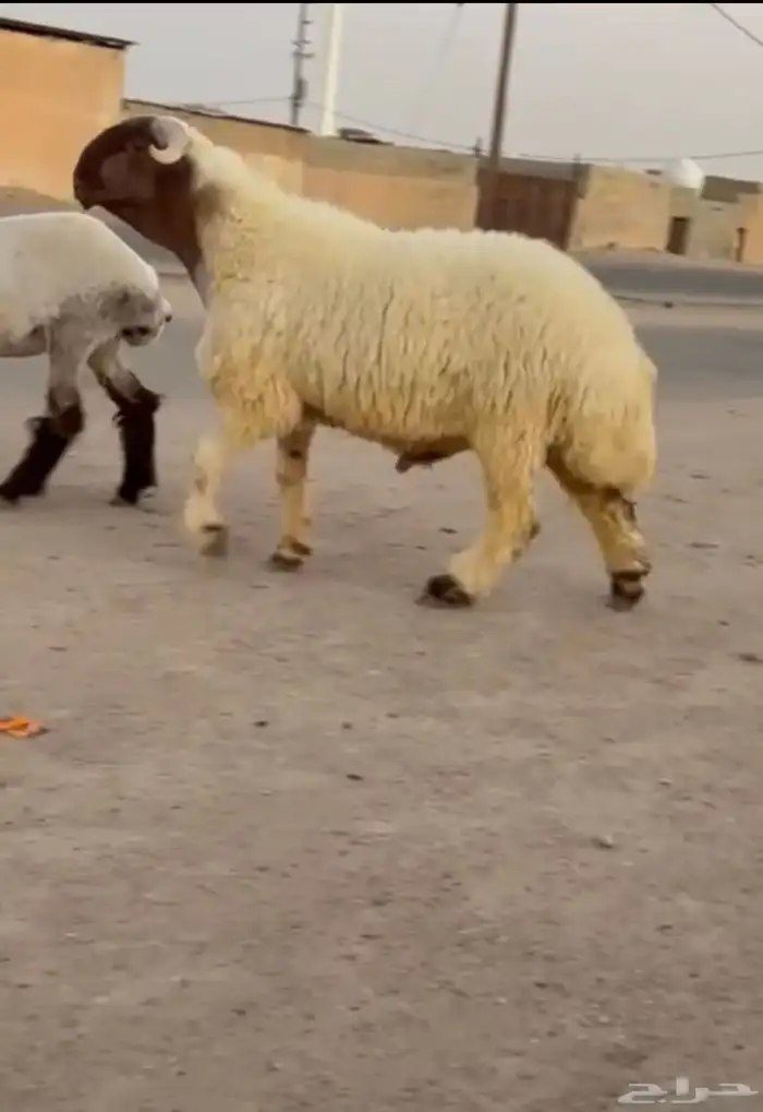 جدعان نعيم صنف فاخر للبيع 0
