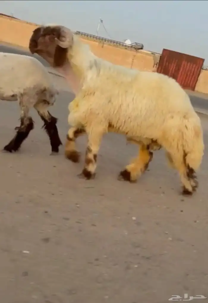 جدعان نعيم صنف فاخر للبيع 2