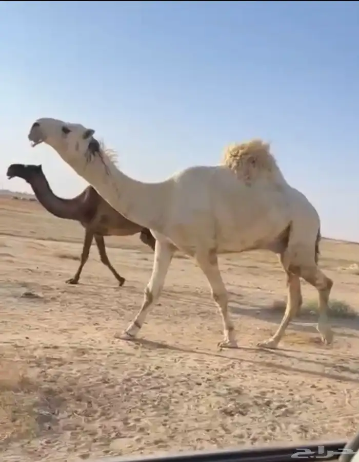 الفحل الثني الباتلي الكفو 0