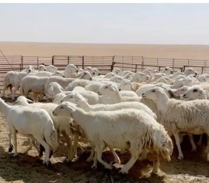 مطلوب غنم للبيع اقصاد 0