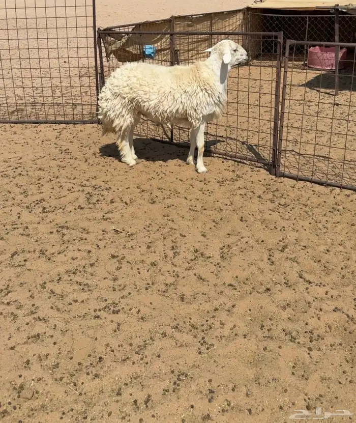 فحل حري 1