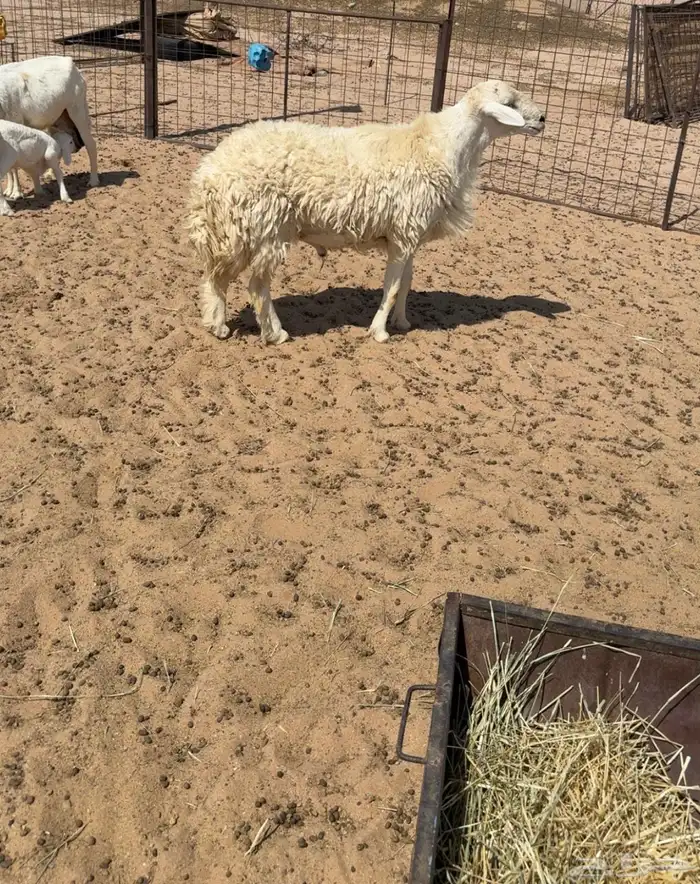 فحل حري 0