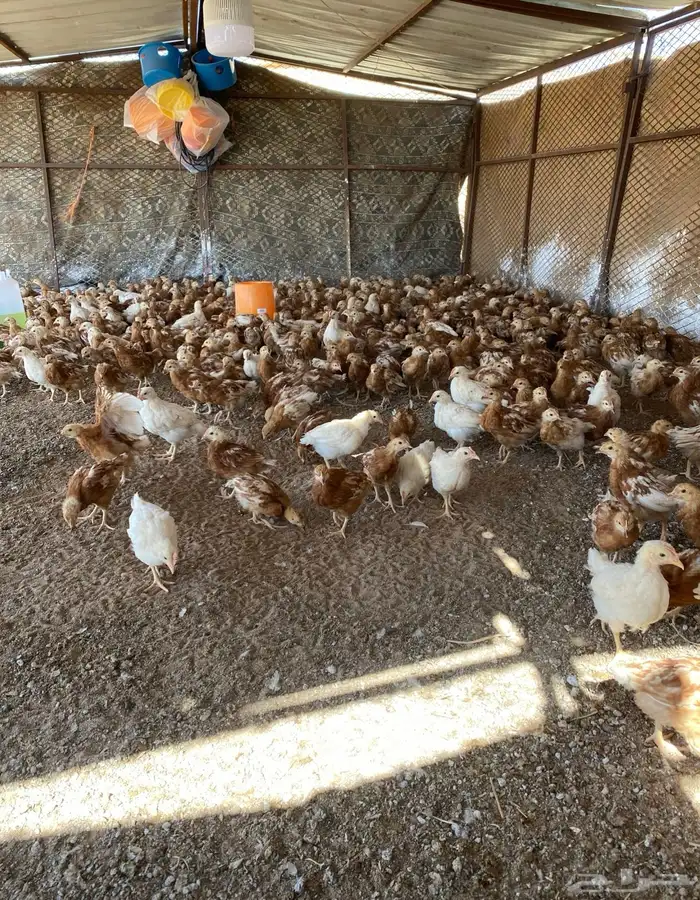 دجاج لوهمان براون 5