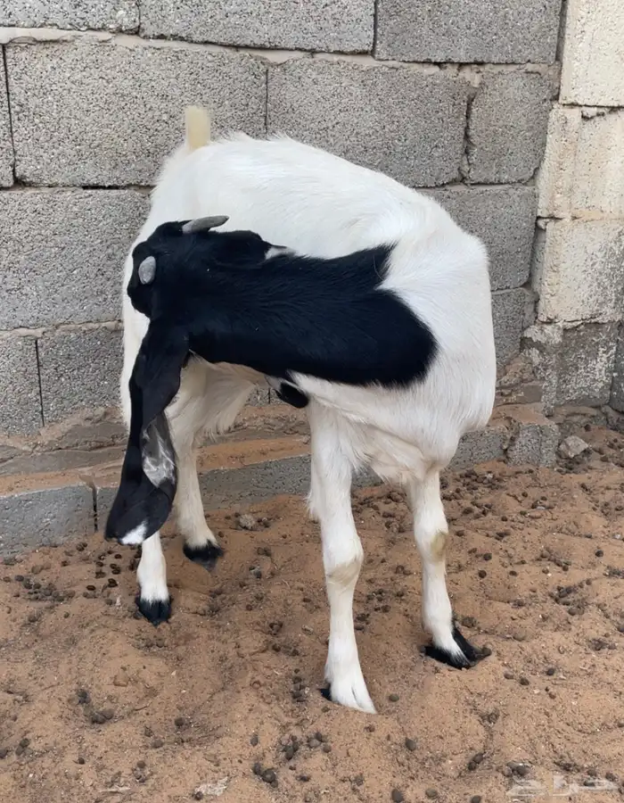 عنز طيبه 7 شهور 4