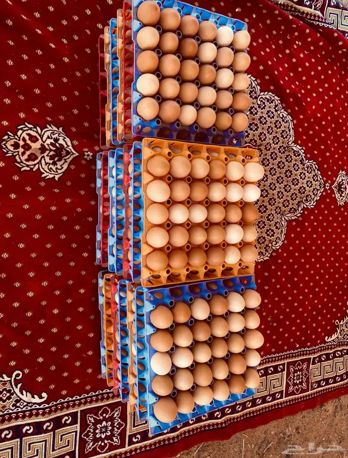 دجاج لوهمان براون 3
