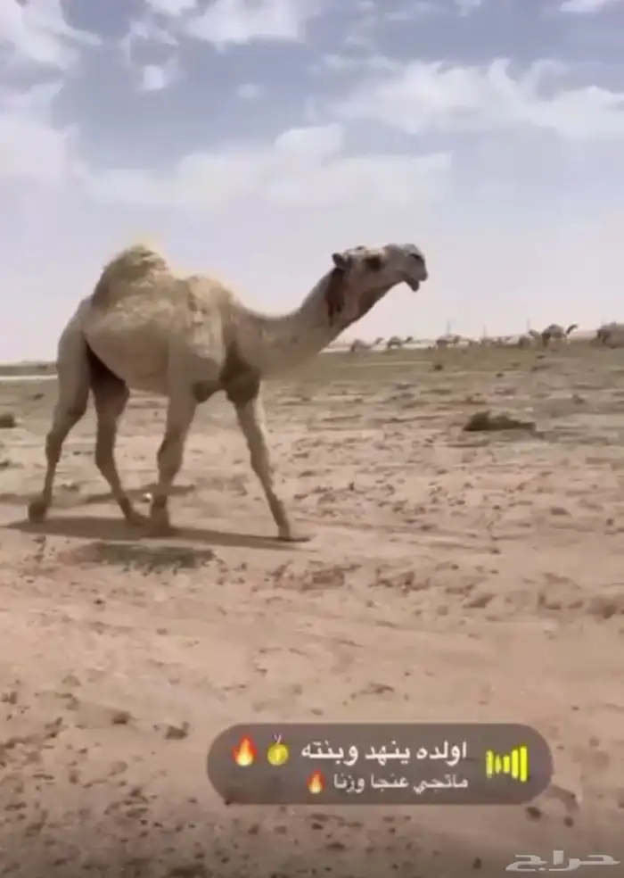 فحل اوضح كفوو 0