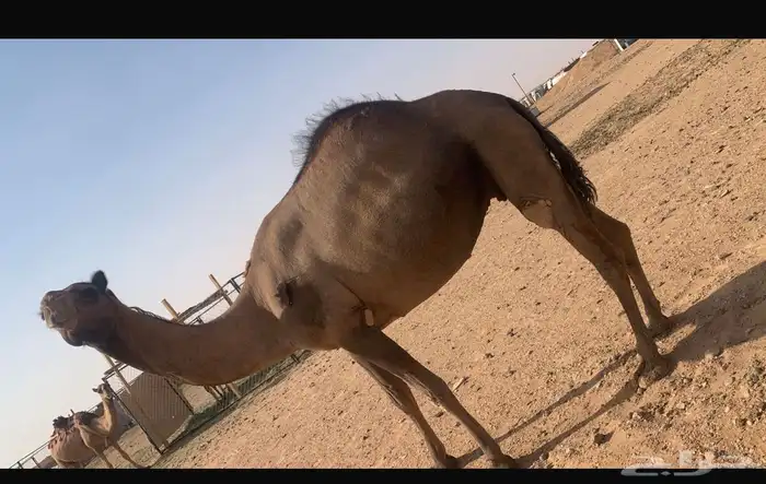 ناقه سمينه مقصف 1