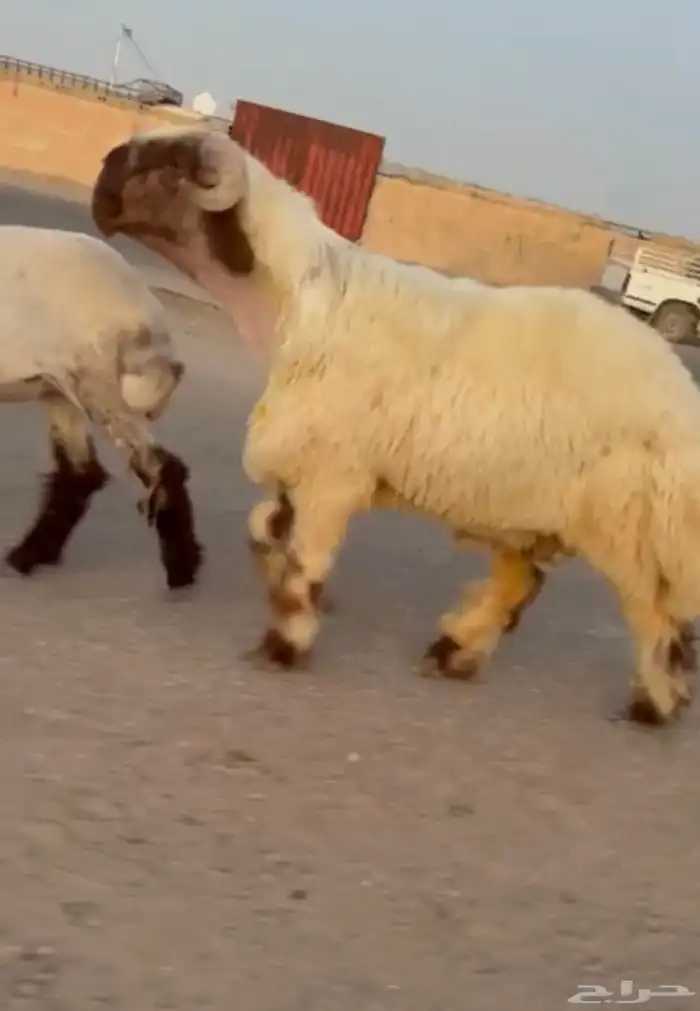 جدعان نعيم صنف فاخر للبيع 3