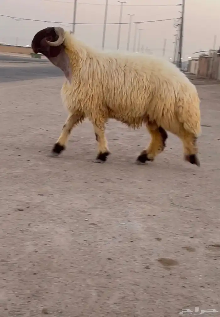 جدعان نعيم صنف فاخر للبيع 6