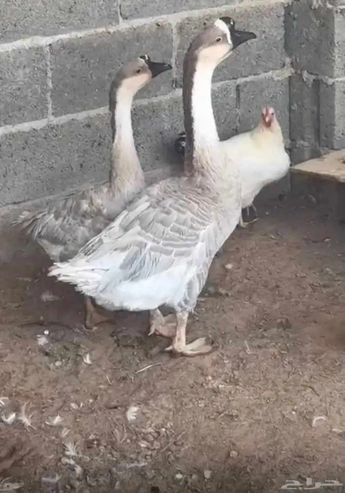 وز عراقي للبيع 1