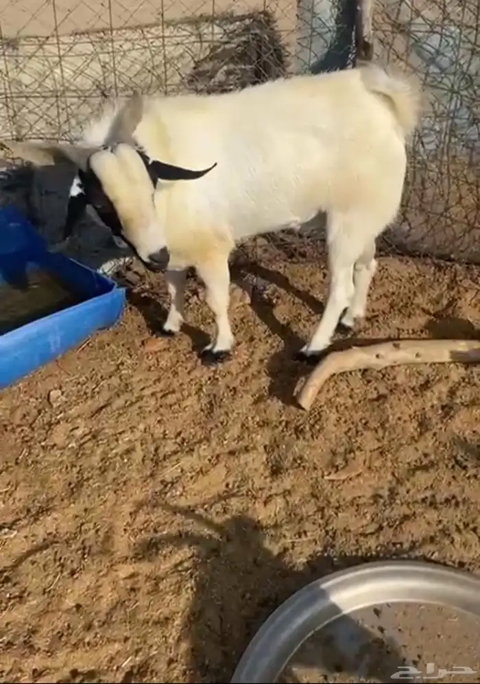تيس فحل ثني للبيع 0