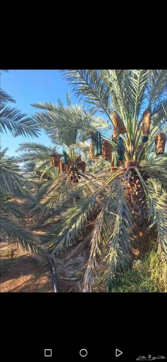مزرعة للبيع بالمليليح المليليح عجوه صفاوي 11