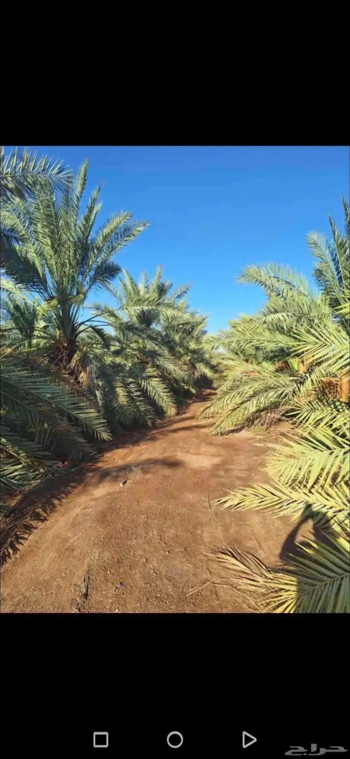 مزرعة للبيع بالمليليح المليليح عجوه صفاوي 7