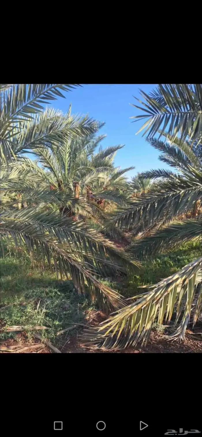 مزرعة للبيع بالمليليح المليليح عجوه صفاوي 12