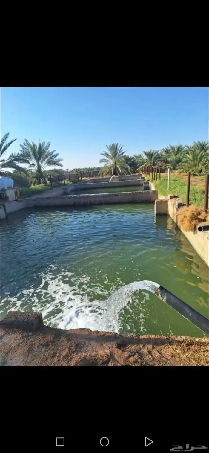 مزرعة للبيع بالمليليح المليليح عجوه صفاوي 8