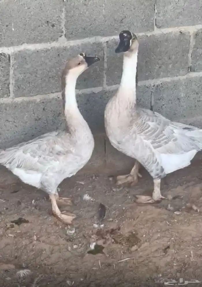 وز عراقي للبيع 0