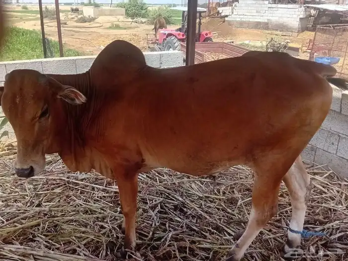 عجل حسيل بلدي 1