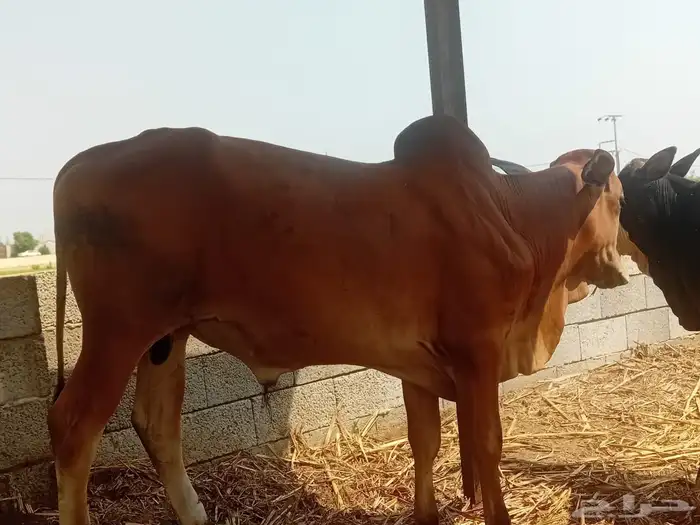 عجل حسيل بلدي 0
