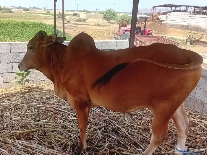 عجل حسيل بلدي 3
