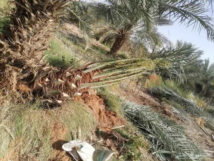 شغل النخل كلي ما يلزم من تكريب من تحويض من نظافه 6