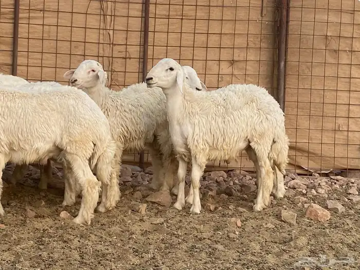 طليان حريات 4