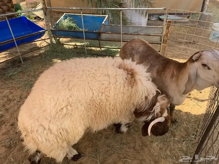 طلي نعيمي وساكني 1